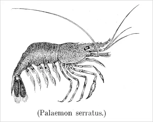 Common prawn engraving 1888