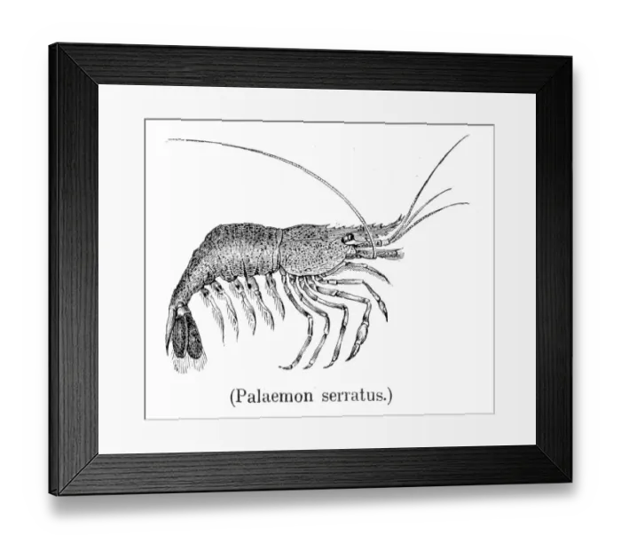 Framed Print : Common prawn engraving 1888 Framed Print : Common prawn engraving 1888
