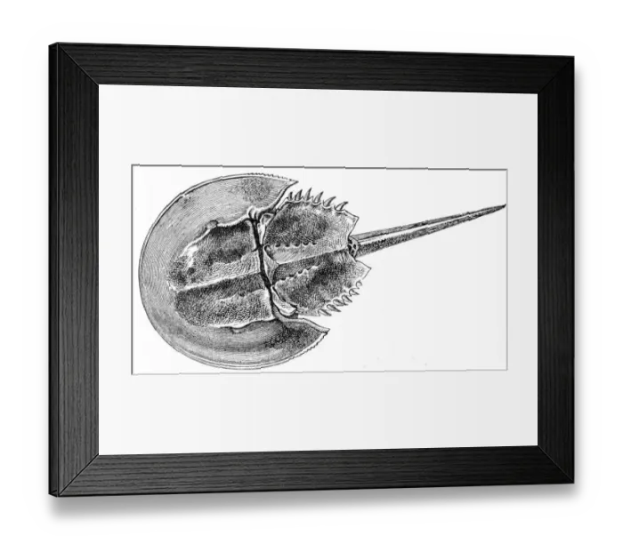 Framed Print : Horseshoe Crab engraving 1888 Framed Print : Horseshoe Crab engraving 1888