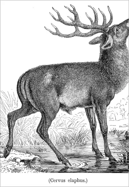 Red deer engraving 1898