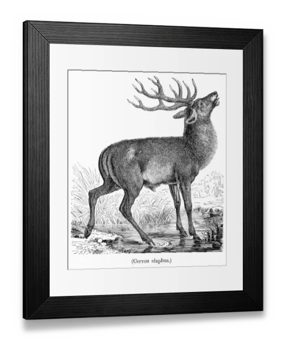 Framed Print : Red deer engraving 1898 Framed Print : Red deer engraving 1898