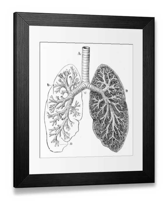 Framed Print : Section of the Lungs Anatomy Drawings 1888 Framed Print : Section of the Lungs Anatomy Drawings 1888