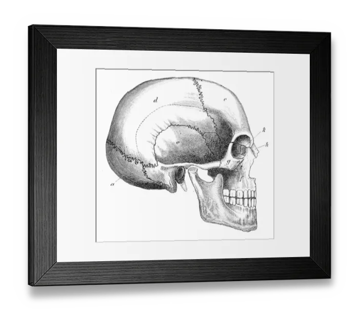 Framed Print : Human Skull Engraving 1888 Framed Print : Human Skull Engraving 1888