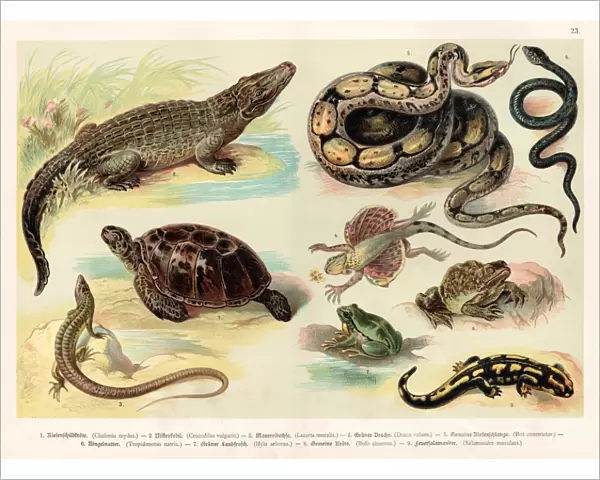 Reptiles lithograph 1888