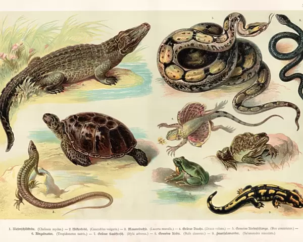 Reptiles lithograph 1888