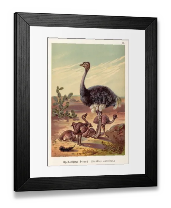 Framed Print : Ostrich with its babies illustration 1888 Framed Print : Ostrich with its babies illustration 1888