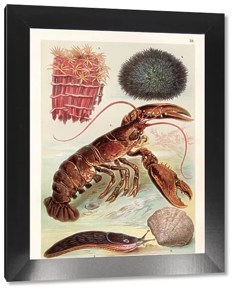 Lobster and sea creatures 1888