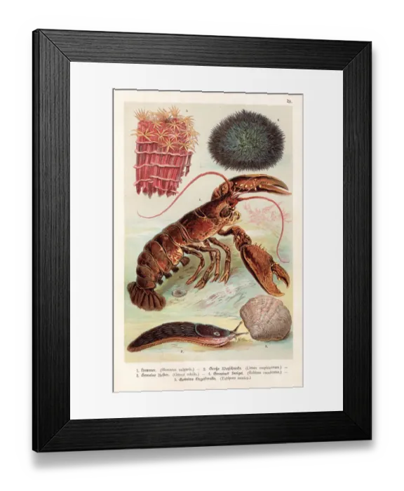 Framed Print : Lobster and sea creatures 1888 Framed Print : Lobster and sea creatures 1888