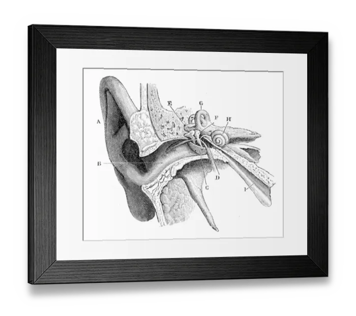 Framed Print : The human ear engraving 1888 Framed Print : The human ear engraving 1888