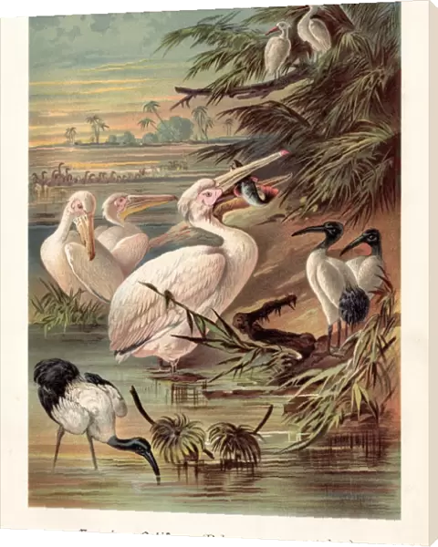 Pelicans illustration 1888