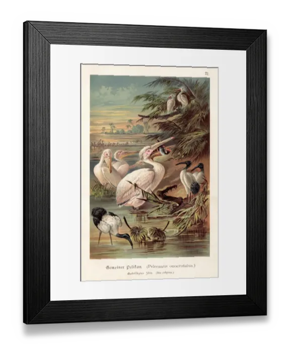 Framed Print : Pelicans illustration 1888 Framed Print : Pelicans illustration 1888