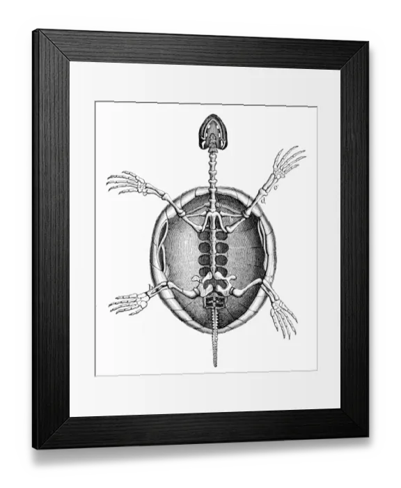 Framed Print : Land turtle skeleton engraving 1888 Framed Print : Land turtle skeleton engraving 1888