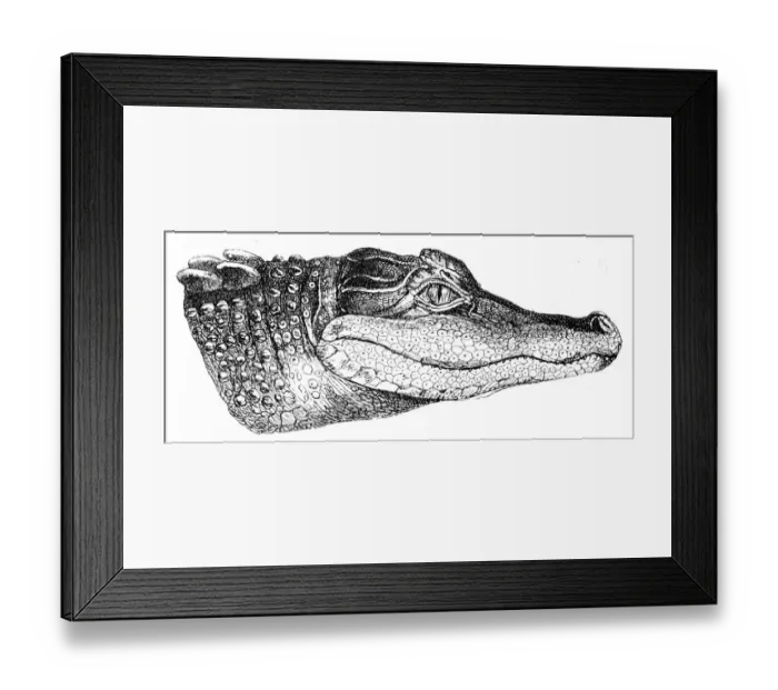 Framed Print : Alligator head engraving 1888 Framed Print : Alligator head engraving 1888