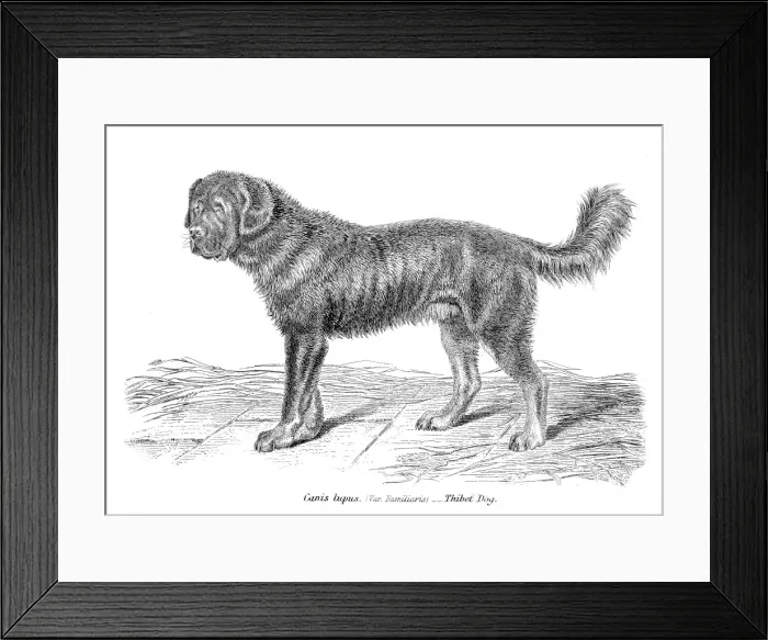 Framed Print : Tibetan Mastiff engraving 1803 Framed Print : Tibetan Mastiff engraving 1803
