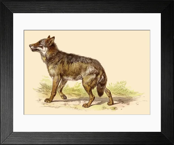 Framed Print : Wolf illustration 188 Framed Print : Wolf illustration 188