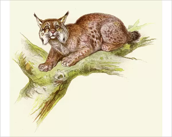 Lynx illustration 1896