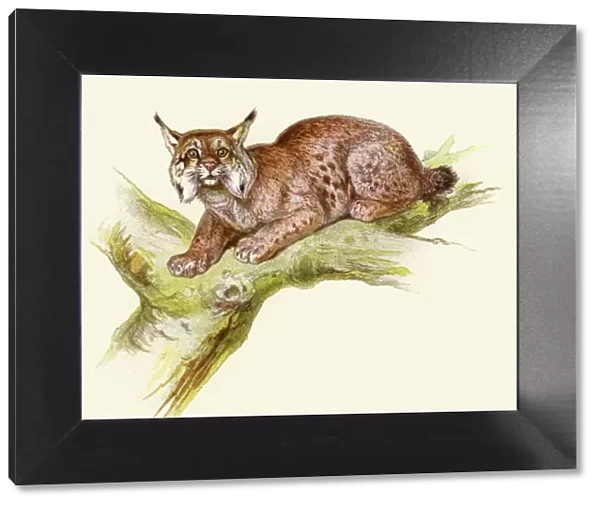 Lynx illustration 1896