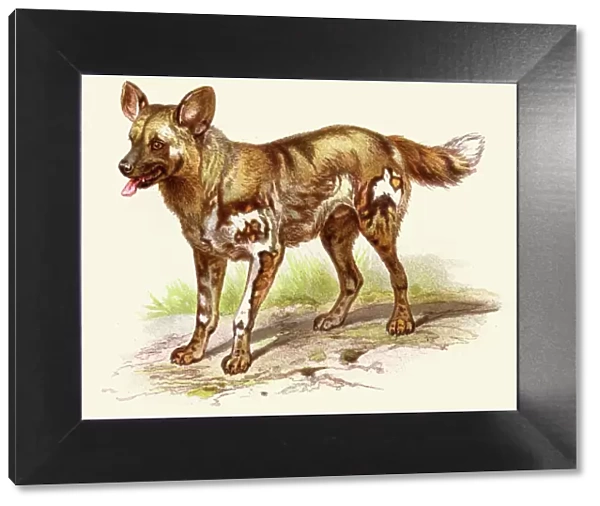 African wild dog illustration 1888