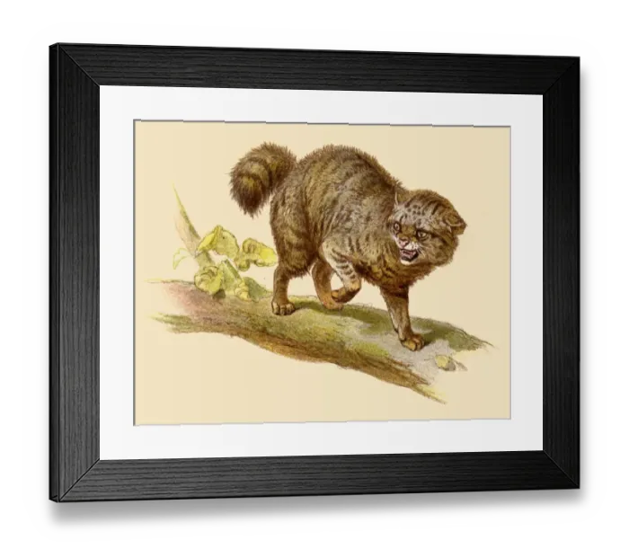 Framed Print : Wild Cat feral illustration 1888 Framed Print : Wild Cat feral illustration 1888