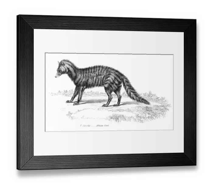 Framed Print : African civet engraving 1803 Framed Print : African civet engraving 1803