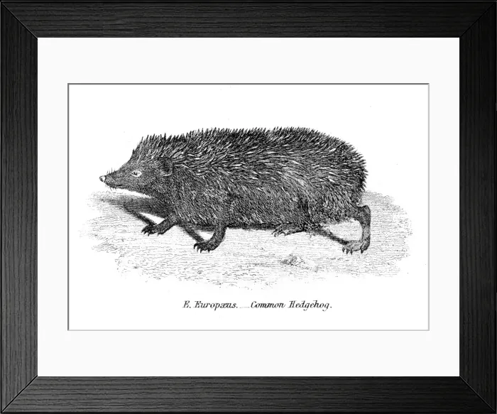 Framed Print : Hedgehog engraving 1803 Framed Print : Hedgehog engraving 1803