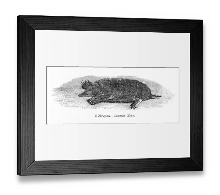 Framed Print : Common mole engraving 1803 Framed Print : Common mole engraving 1803