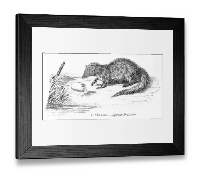 Framed Print : Egyptian mongoose engraving 1803 Framed Print : Egyptian mongoose engraving 1803