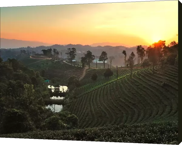 Tea Plantation in Chiang Rai, Thailand
