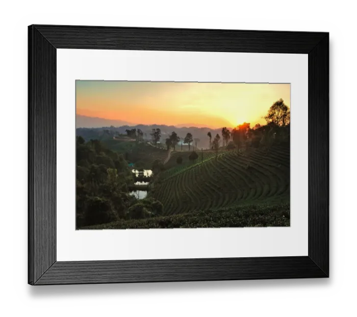 Framed Print : Tea Plantation in Chiang Rai, Thailand Framed Print : Tea Plantation in Chiang Rai, Thailand