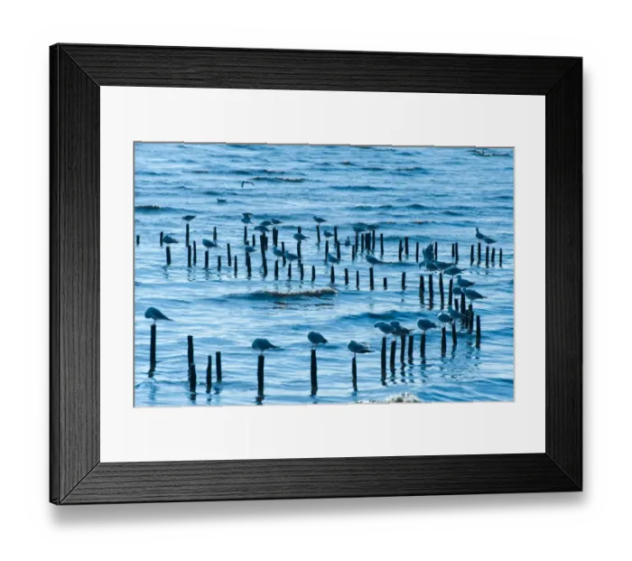 Framed Print : Crowd Of Seagull Framed Print : Crowd Of Seagull