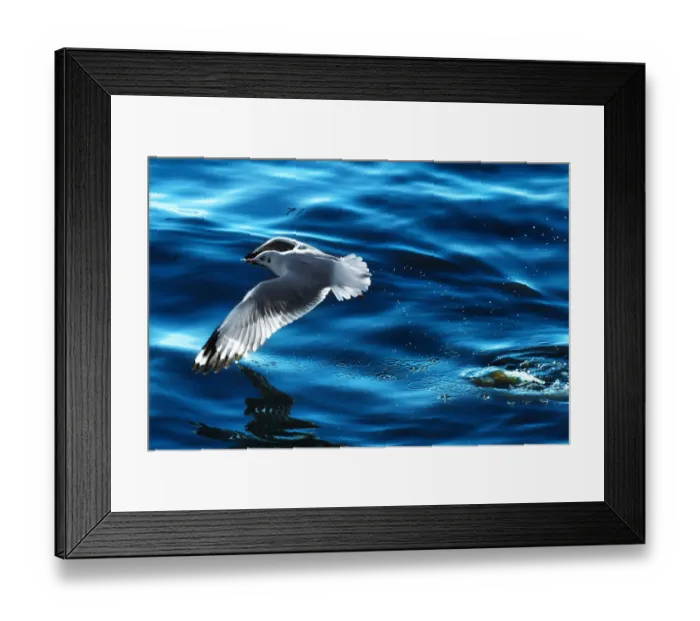 Framed Print : A seagull flying Framed Print : A seagull flying