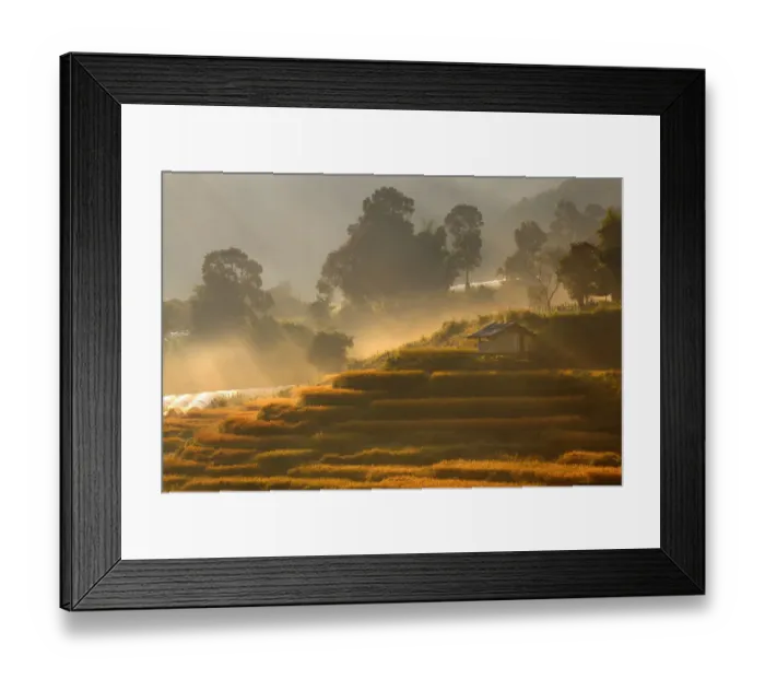 Framed Print : Mae Klang Luangs rice field in harvest season Framed Print : Mae Klang Luangs rice field in harvest season