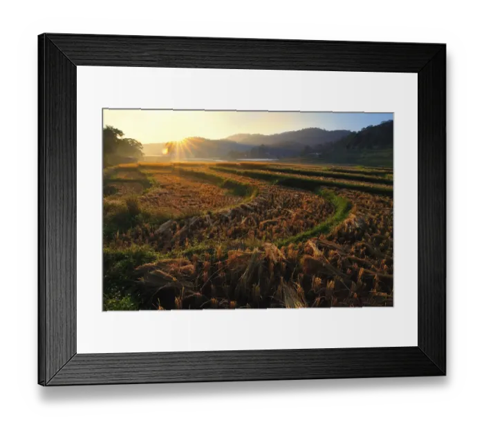 Framed Print : The rice field after harvest at Mae Klang Luang Framed Print : The rice field after harvest at Mae Klang Luang