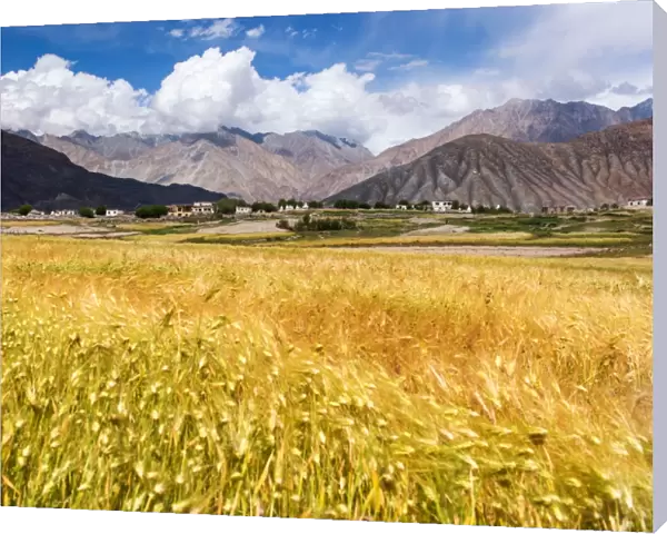 The golden rice field at Khardungla village
