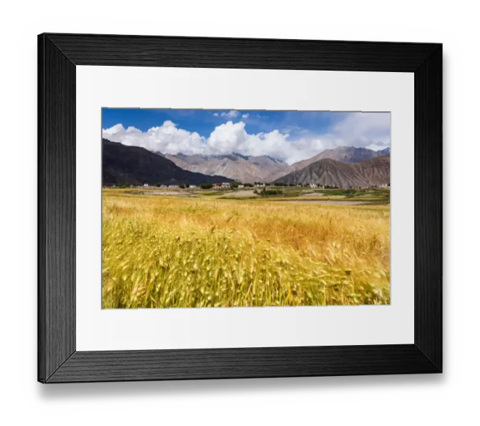 Framed Print : The golden rice field at Khardungla village Framed Print : The golden rice field at Khardungla village