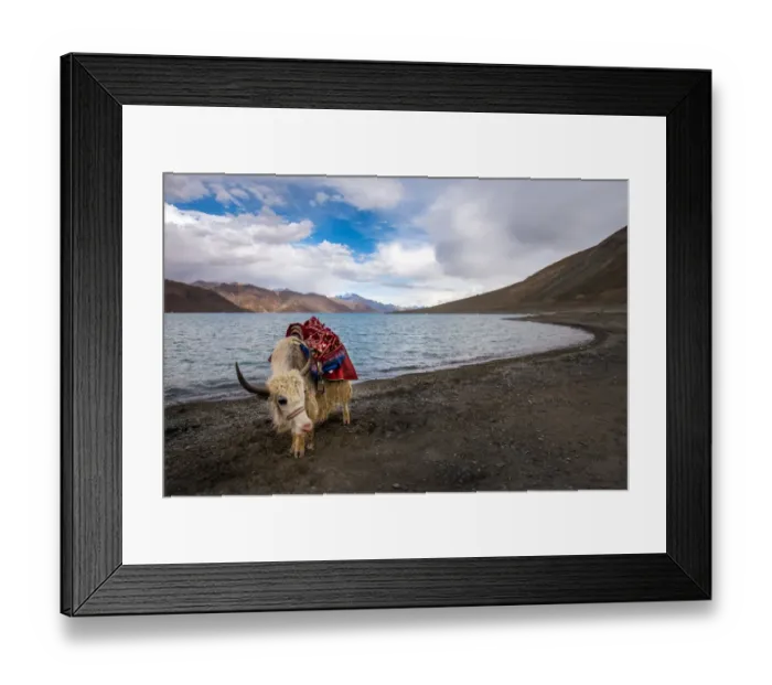 Framed Print : White yak and Pangong lake Framed Print : White yak and Pangong lake