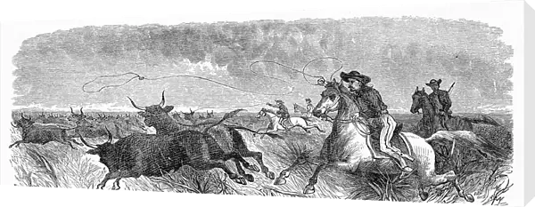 Gauchos lassoing cattle engraving 1883