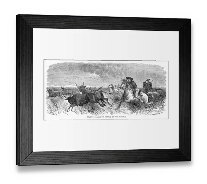 Framed Print : Gauchos lassoing cattle engraving 1883 Framed Print : Gauchos lassoing cattle engraving 1883