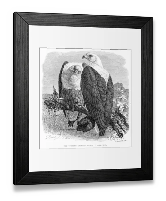 Framed Print : African fish eagle engraving 1892 Framed Print : African fish eagle engraving 1892