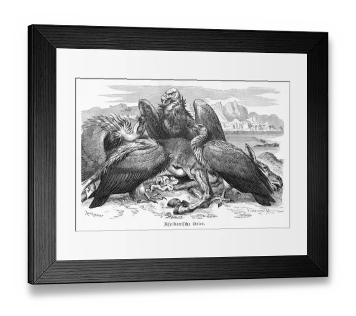 Framed Print : African Vultures engraving 1892 Framed Print : African Vultures engraving 1892