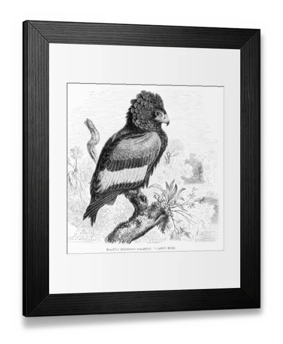 Framed Print : Bateleur eagle engraving 1892 Framed Print : Bateleur eagle engraving 1892