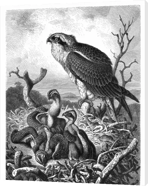 Bird of prey engraving 1892