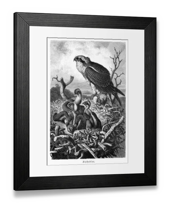 Framed Print : Bird of prey engraving 1892 Framed Print : Bird of prey engraving 1892