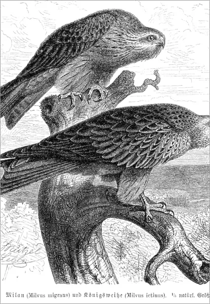 Black kite engraving 1892