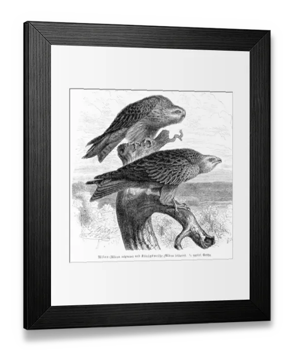 Framed Print : Black kite engraving 1892 Framed Print : Black kite engraving 1892