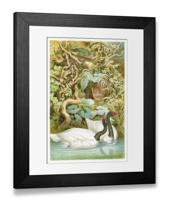 Framed Print : Black swan engraving 1892 Framed Print : Black swan engraving 1892
