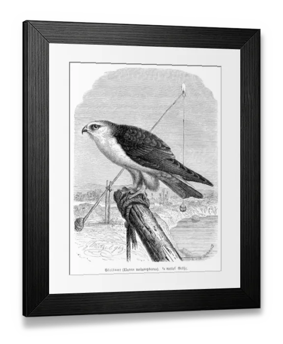 Framed Print : Black-winged kite engraving 1892 Framed Print : Black-winged kite engraving 1892