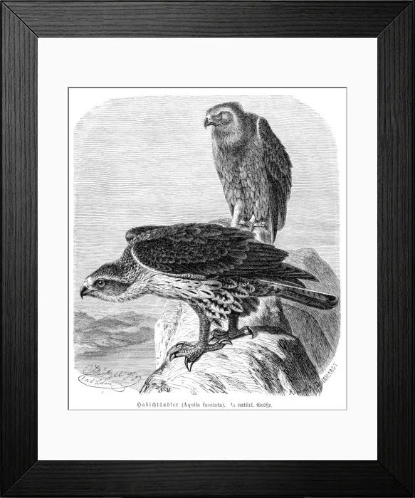 Framed Print : Bonellis eagle engraving 1892 Framed Print : Bonellis eagle engraving 1892