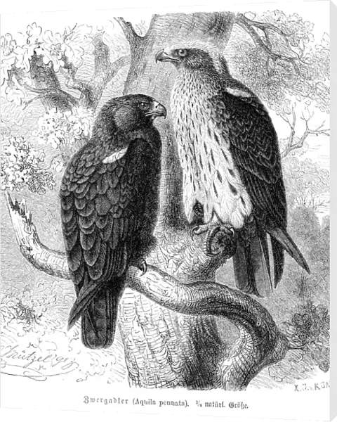 Booted eagle engraving 1892