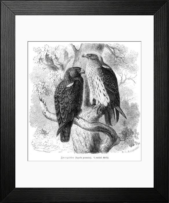 Framed Print : Booted eagle engraving 1892 Framed Print : Booted eagle engraving 1892